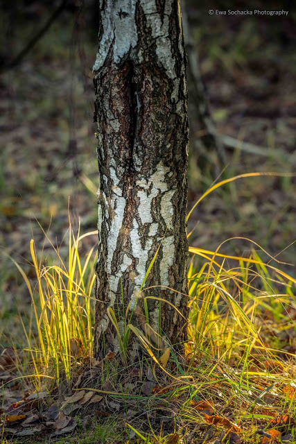 LIŚĆ-OPADŁ, ŻEGNAMY JESIEŃ I&nbsp;LISTOPAD