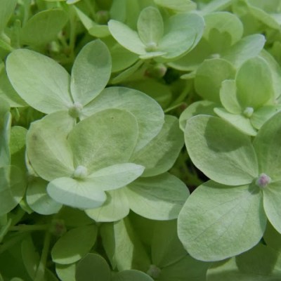 HORTENSJOWE ZBLIŻENIA