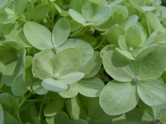 HORTENSJOWE ZBLIŻENIA