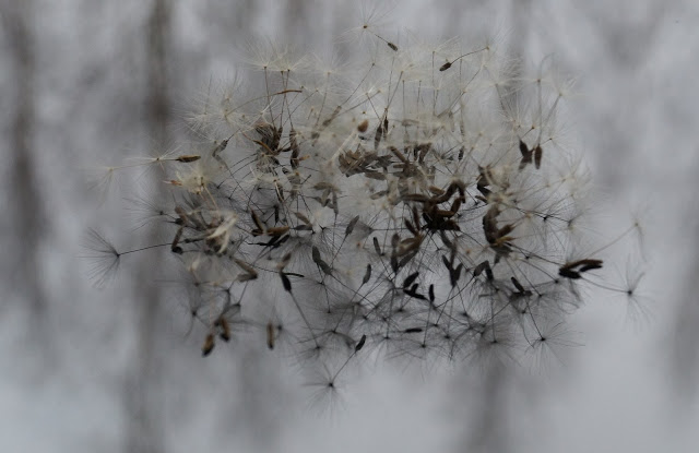 NASIONA MNISZKA LEKARSKIEGO…ONE POTRZEBUJĄ&nbsp;WIATRU