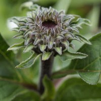 JEŻÓWECZKI… JESIENNE GWIAZDECZKI