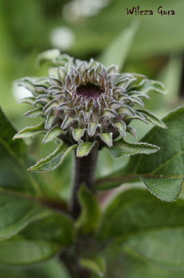 JEŻÓWECZKI… JESIENNE GWIAZDECZKI