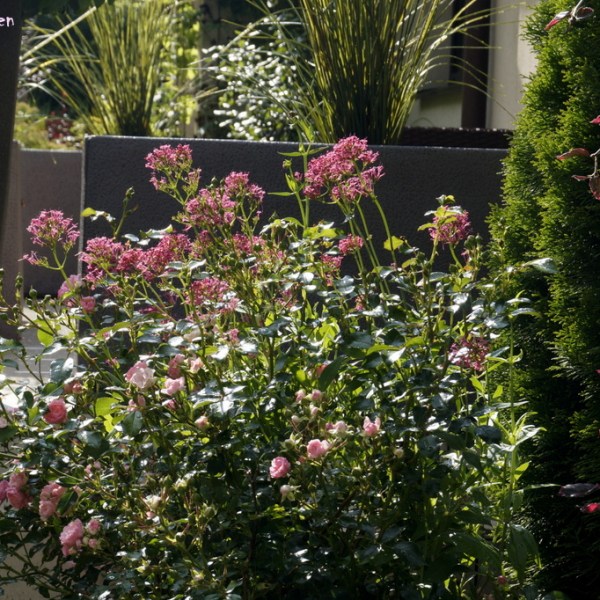 THE FAIRY +&nbsp;OSTROGOWIEC