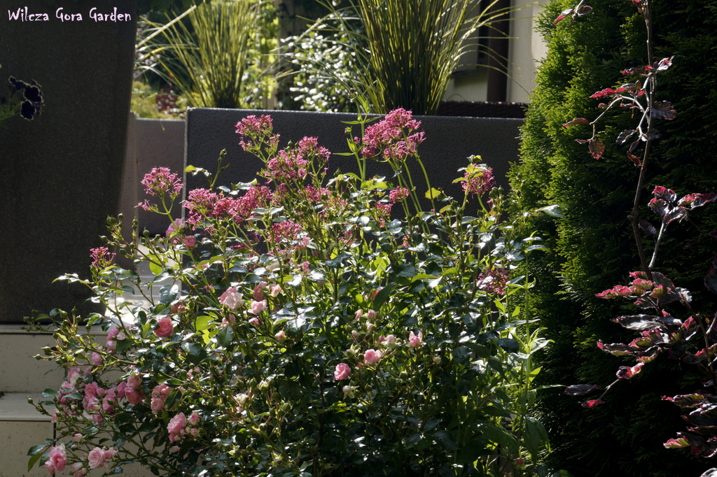 THE FAIRY + OSTROGOWIEC