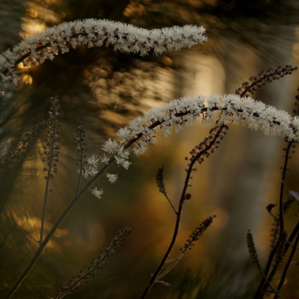 AUTUMN IS THE HOUSE OF&nbsp;GOLD..