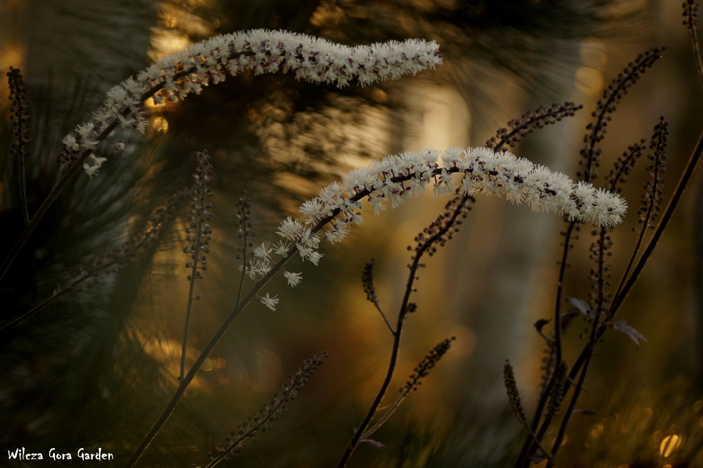 AUTUMN IS THE HOUSE OF GOLD..