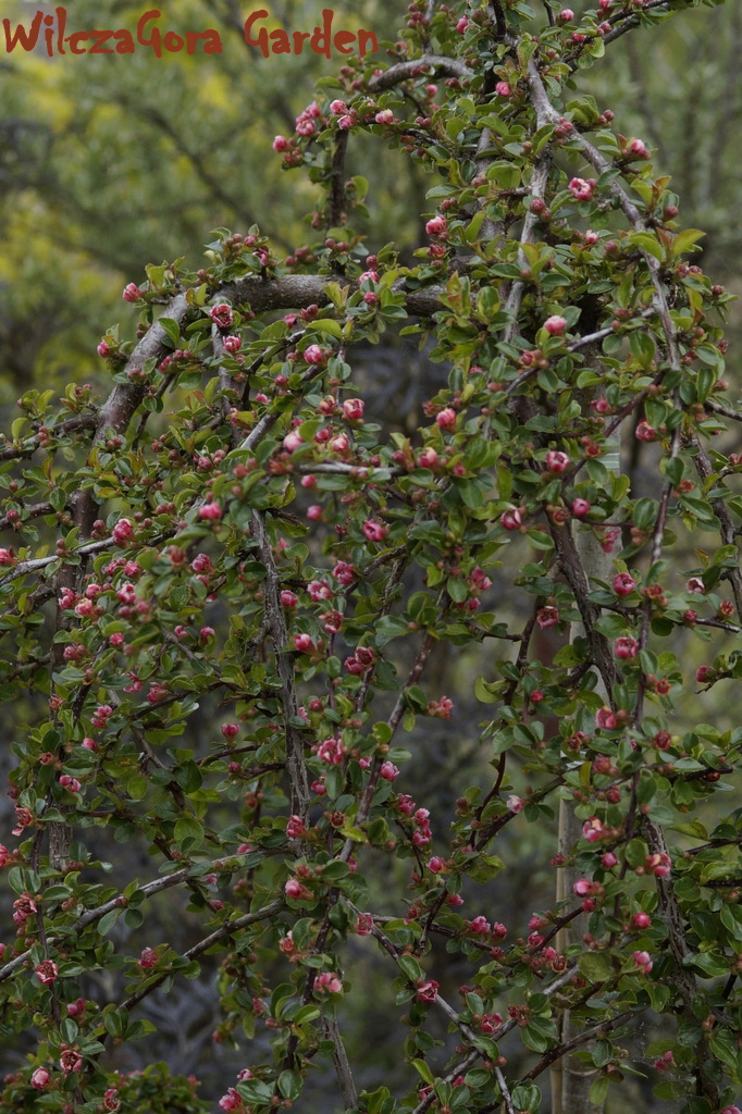 W KOŃCU ODKRYŁAM PIĘKNO&nbsp;IRGI…