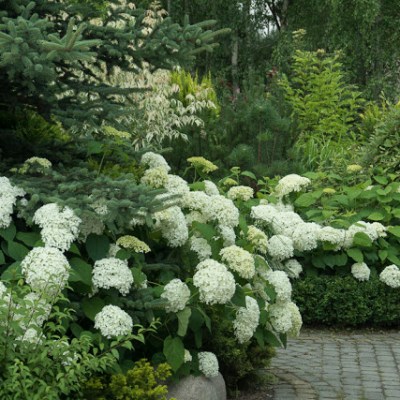 BO HORTENSJE DRZEWIASTE DRZEWAMI NIE&nbsp;BĘDĄ