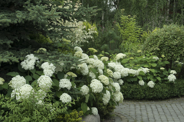 BO HORTENSJE DRZEWIASTE DRZEWAMI NIE BĘDĄ