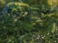 WILCZOGÓRSKI KREM Z BROKUŁÓW I&nbsp;SZPINAKU