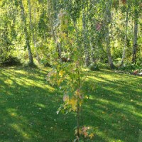 AMBROWIEC AMERYKAŃSKI