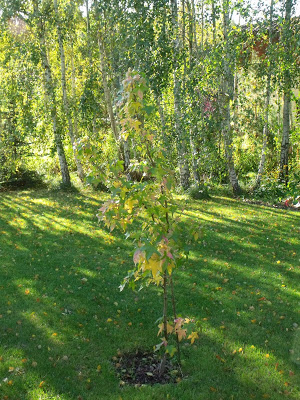 AMBROWIEC AMERYKAŃSKI