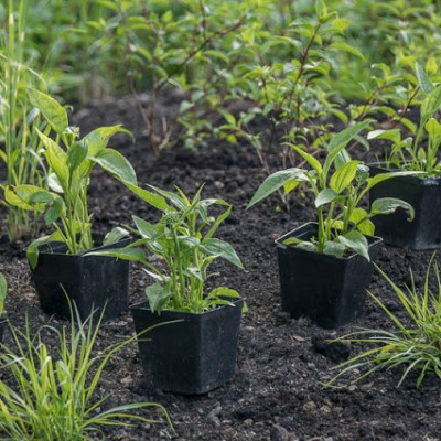 MORZE KWIATOW W LETNIM&nbsp;OGRODZIE