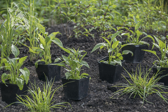 MORZE KWIATOW W LETNIM OGRODZIE