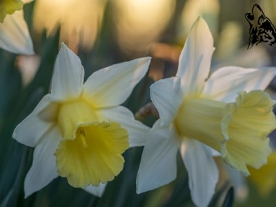 FOTOGRAFIA OGRODOWA – PORA&nbsp;WIECZOROWA