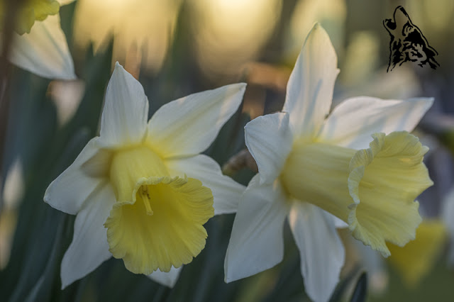 FOTOGRAFIA OGRODOWA – PORA&nbsp;WIECZOROWA