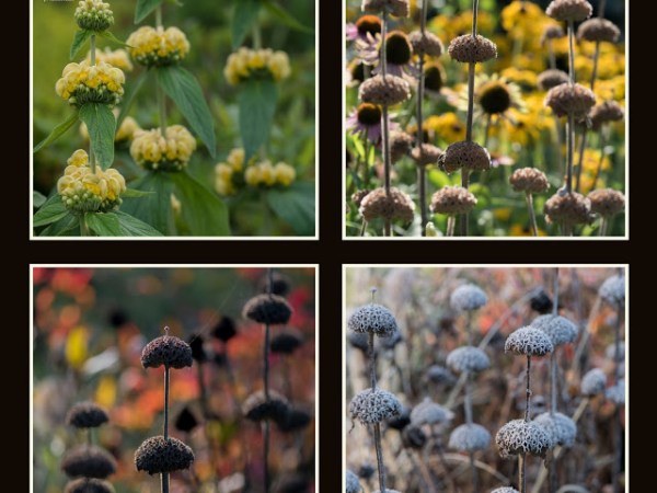 NOWE, ENERGETYCZNE KOLAZE