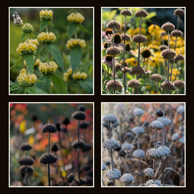 NOWE, ENERGETYCZNE KOLAZE