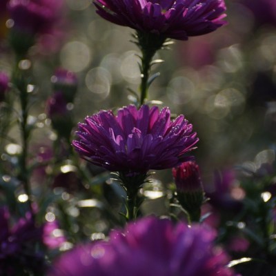 MARCINKI – KWIATY&nbsp;PAŹDZIERNIKA