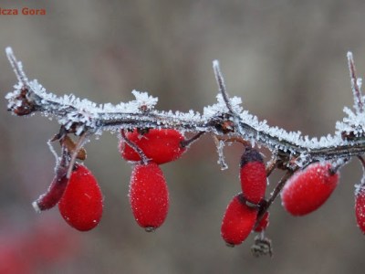 CZERWONA, OGRODOWA, POZYTYWNA&nbsp;ENERGIA