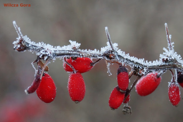 CZERWONA, OGRODOWA, POZYTYWNA&nbsp;ENERGIA