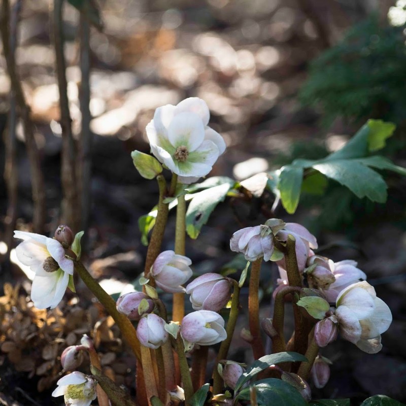 CIEMIERNIK – SAMOSIEJEK