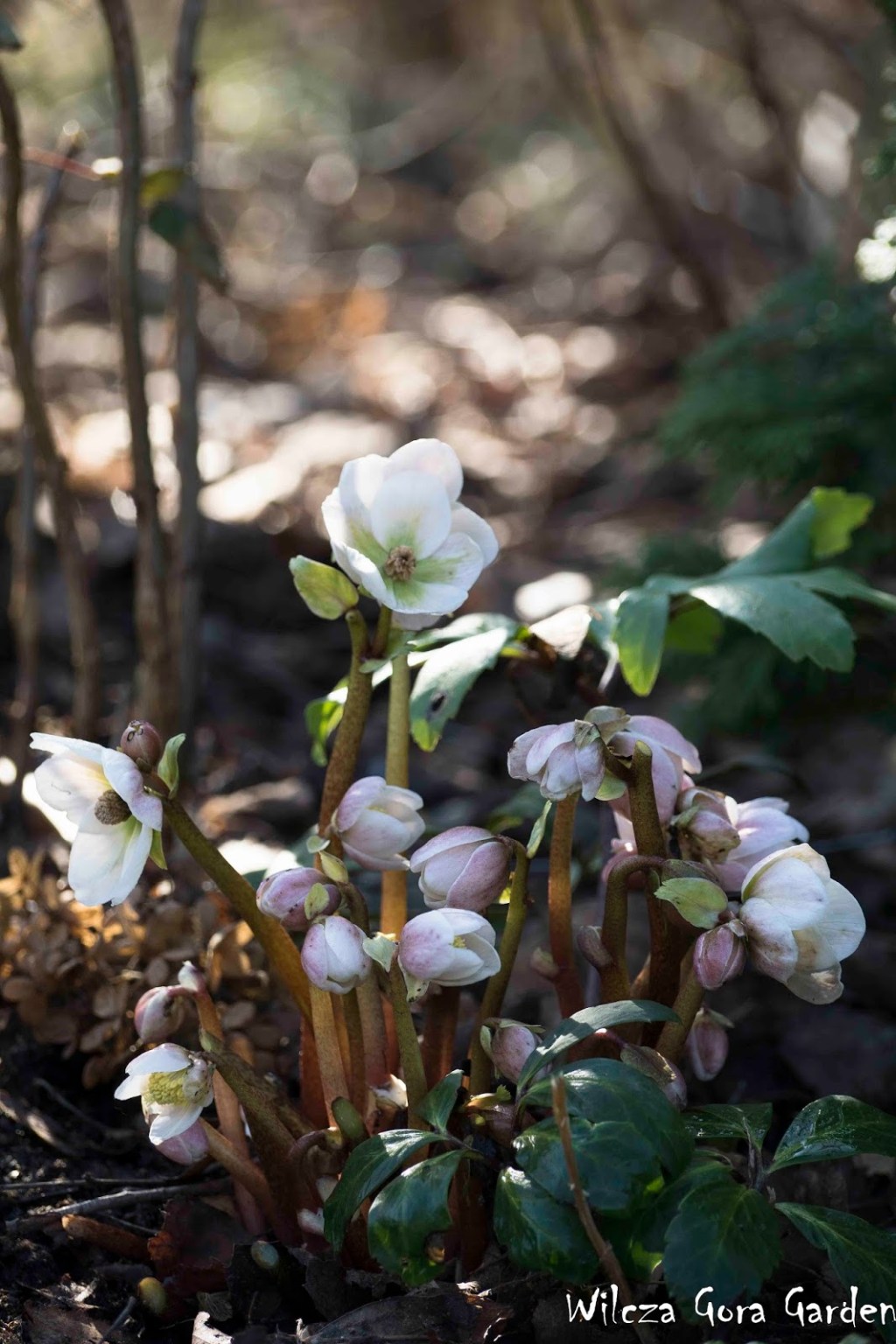 CIEMIERNIK – SAMOSIEJEK
