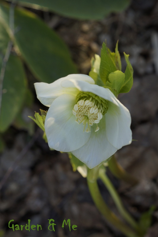 Ciemiernik (Helleborus L.)