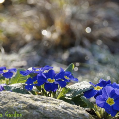 W NIEBIANSKIM KOLORZE….