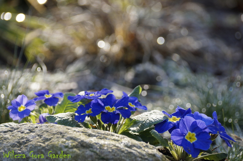 W NIEBIANSKIM KOLORZE….