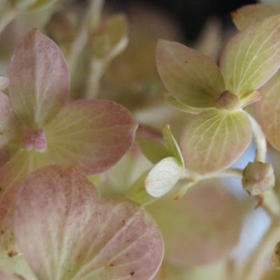 O HORTENSJI KTÓRA SPÓŻNIŁA SIĘ NA POCIĄG RELACJI LATO –&nbsp;JESIEŃ