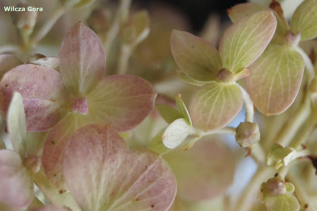 O HORTENSJI KTÓRA SPÓŻNIŁA SIĘ NA POCIĄG RELACJI LATO –&nbsp;JESIEŃ