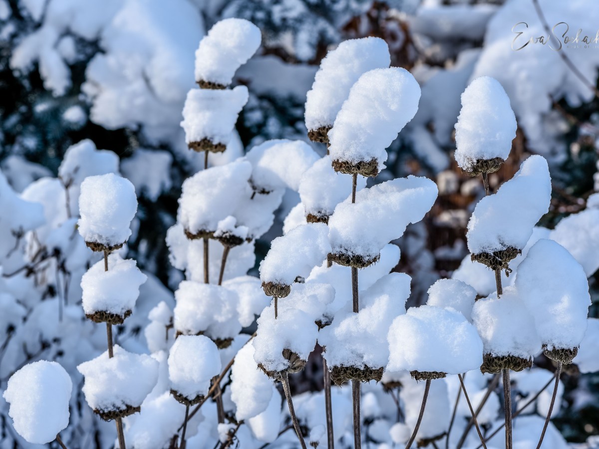 NAJPIĘKNIEJSZE WYDANIE ZIMY W&nbsp;OGRODZIE