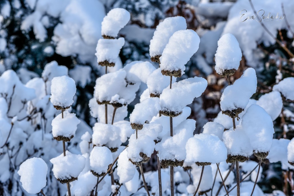 NAJPIĘKNIEJSZE WYDANIE ZIMY W&nbsp;OGRODZIE